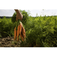 Organic farm for refugees